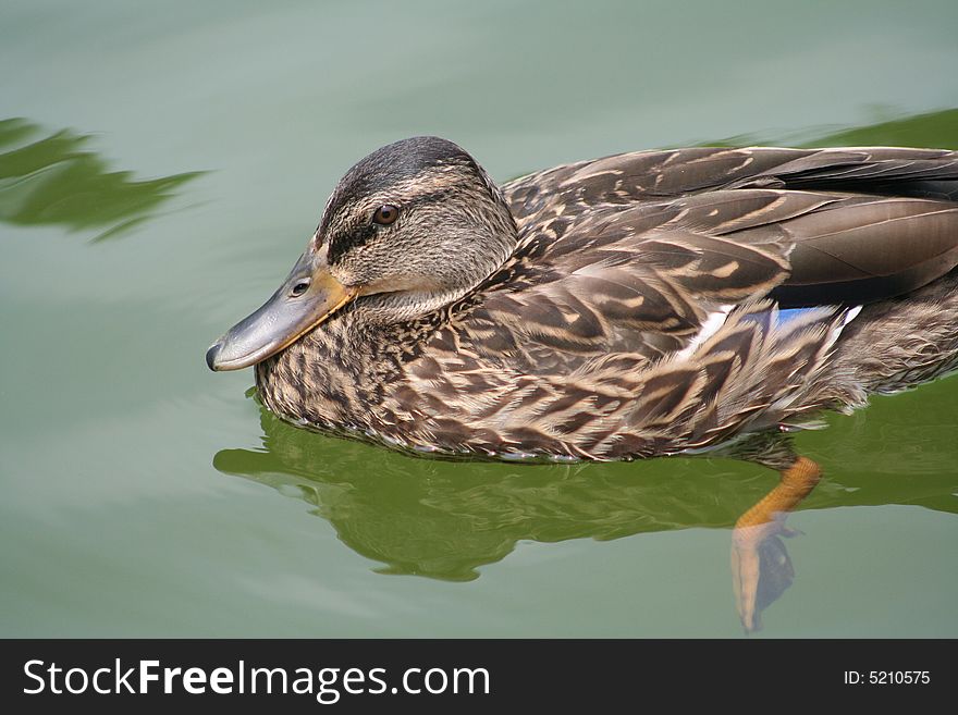 Domestic duck in the water