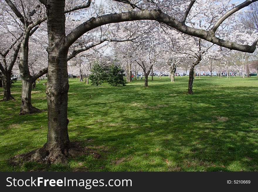 Image of cherry Blossom taken during the spring festival in Washington DC