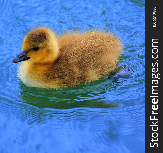 Canada loonie Baby on lake learn swimming.