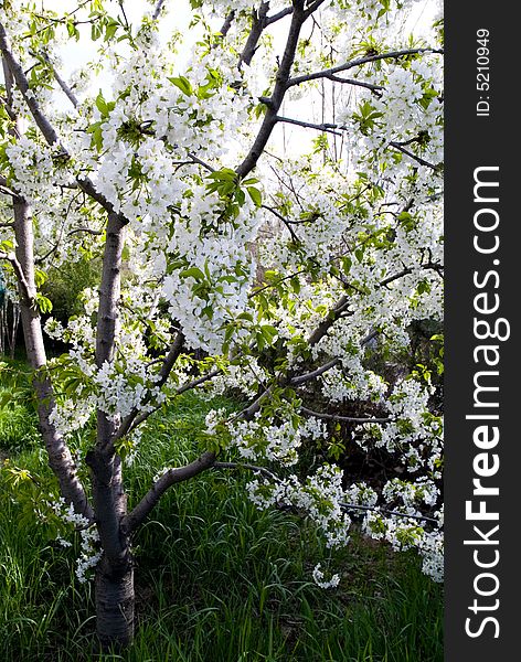 A fresh sprig of white spring cherry blossom. A fresh sprig of white spring cherry blossom