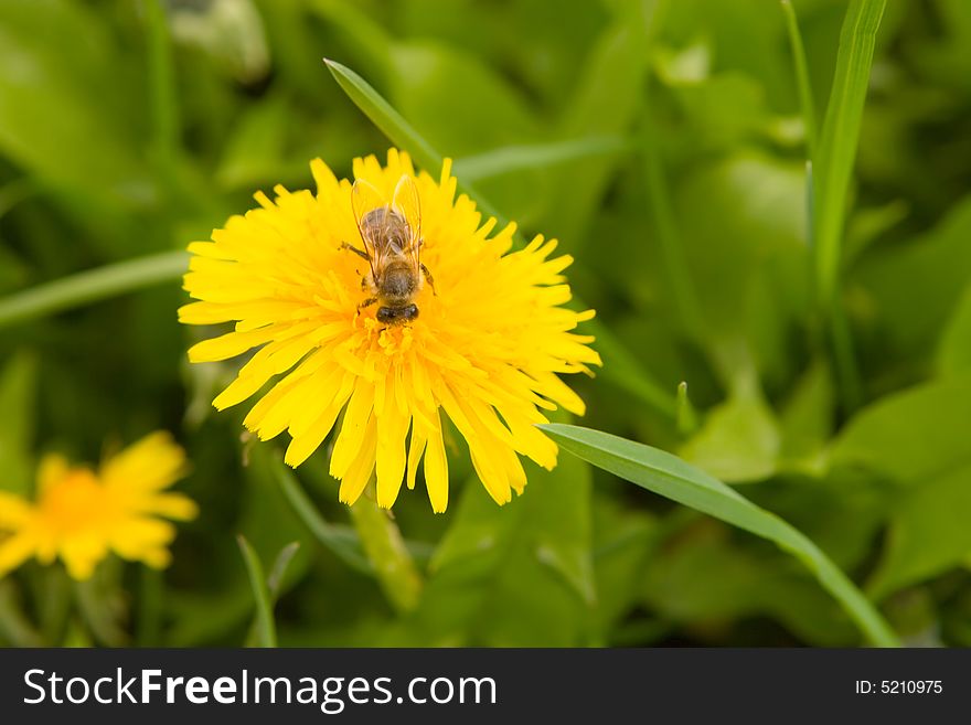 Dandelion by springtime and bee