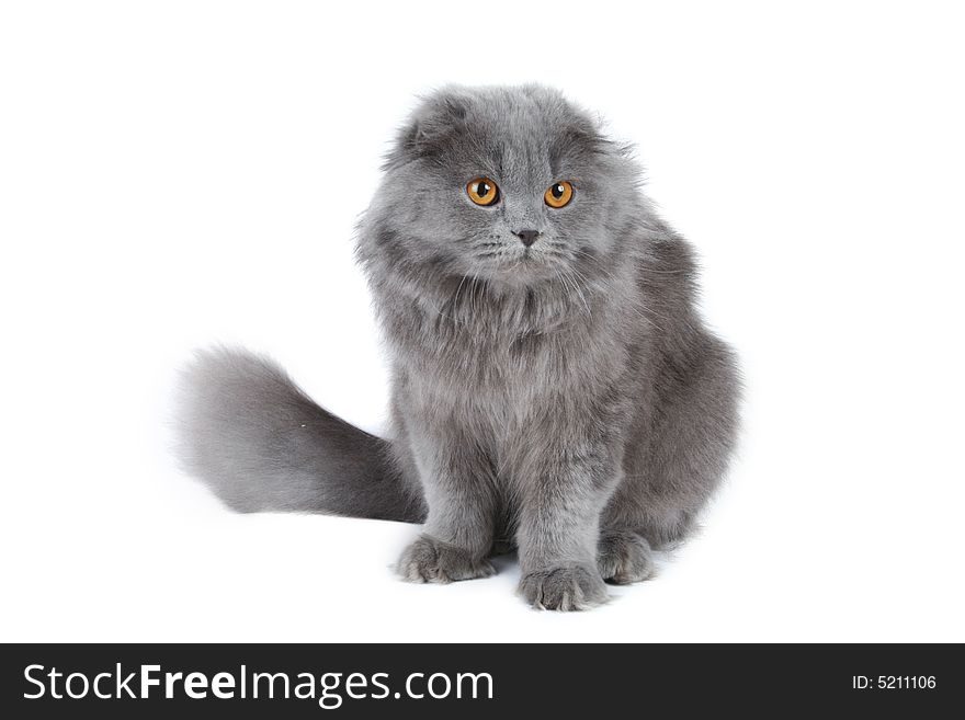 Fluffy cat over wite background