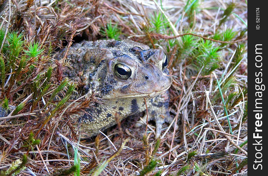 Toad emerging from a grass hole
