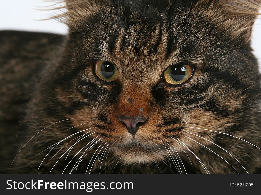 Cat portrait over white background