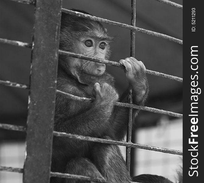 Baby baboon in a cage, looking out through the bars. Baby baboon in a cage, looking out through the bars.