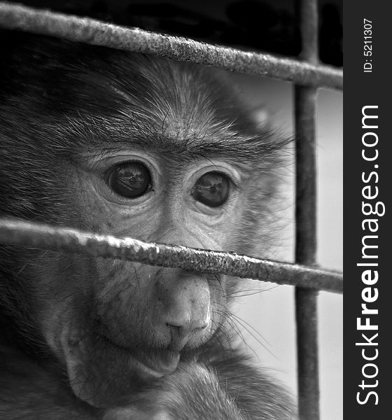 Caged Baby Baboon