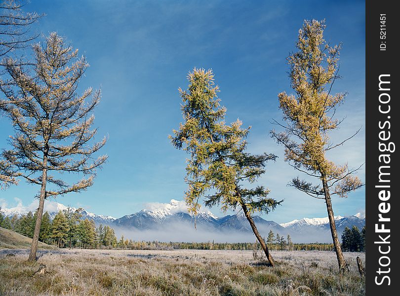 Separately costing a larches on a mountain plateau. Separately costing a larches on a mountain plateau.