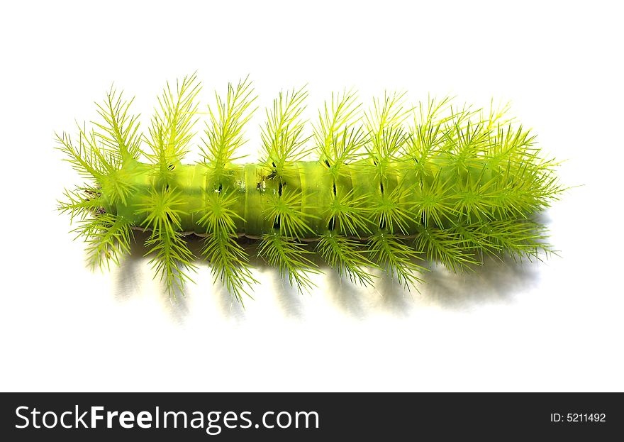 A creepy and spiky green caterpillar. A creepy and spiky green caterpillar.