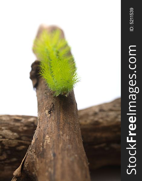 A creepy and spiky green caterpillar (Costa Rican Hairy Caterpillar). A creepy and spiky green caterpillar (Costa Rican Hairy Caterpillar)