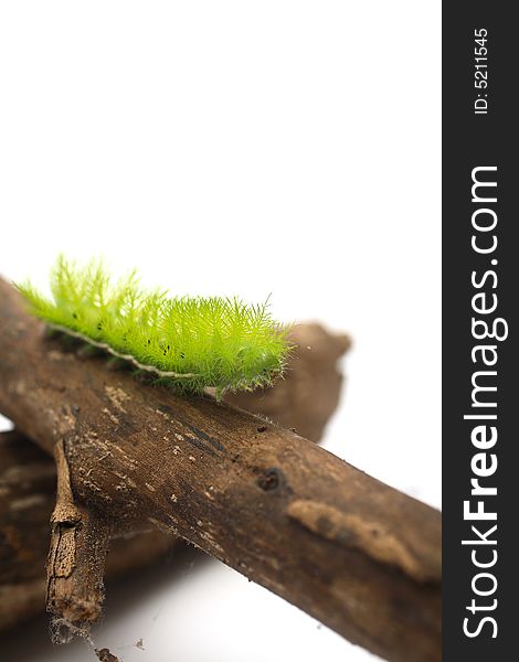 A creepy and spiky green caterpillar (Costa Rican Hairy Caterpillar). A creepy and spiky green caterpillar (Costa Rican Hairy Caterpillar)