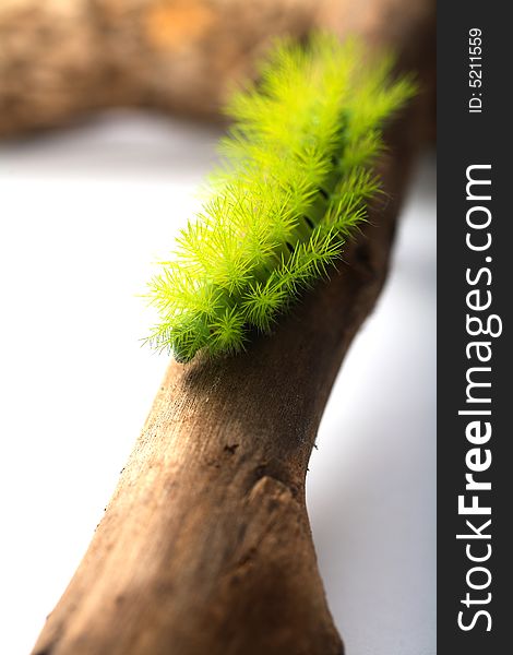 lime green hairy caterpillar