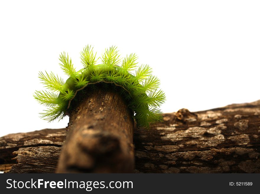 A creepy and spiky green caterpillar (Costa Rican Hairy Caterpillar). A creepy and spiky green caterpillar (Costa Rican Hairy Caterpillar)