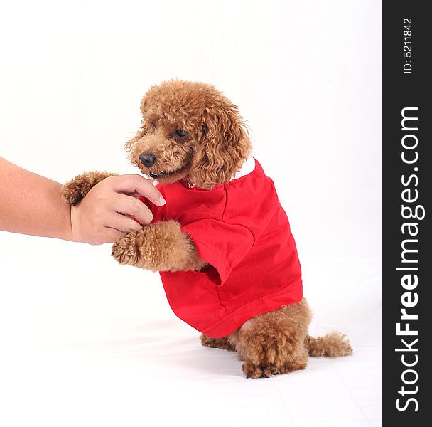Toy poodle with puppy cut in large red T-shirt