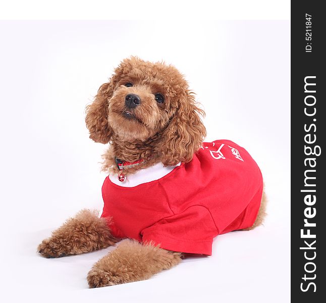 Toy poodle with puppy cut in large red T-shirt