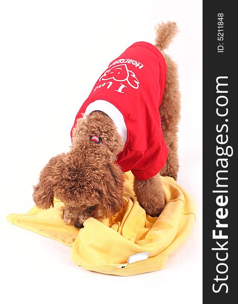 Toy poodle with puppy cut in large red T-shirt