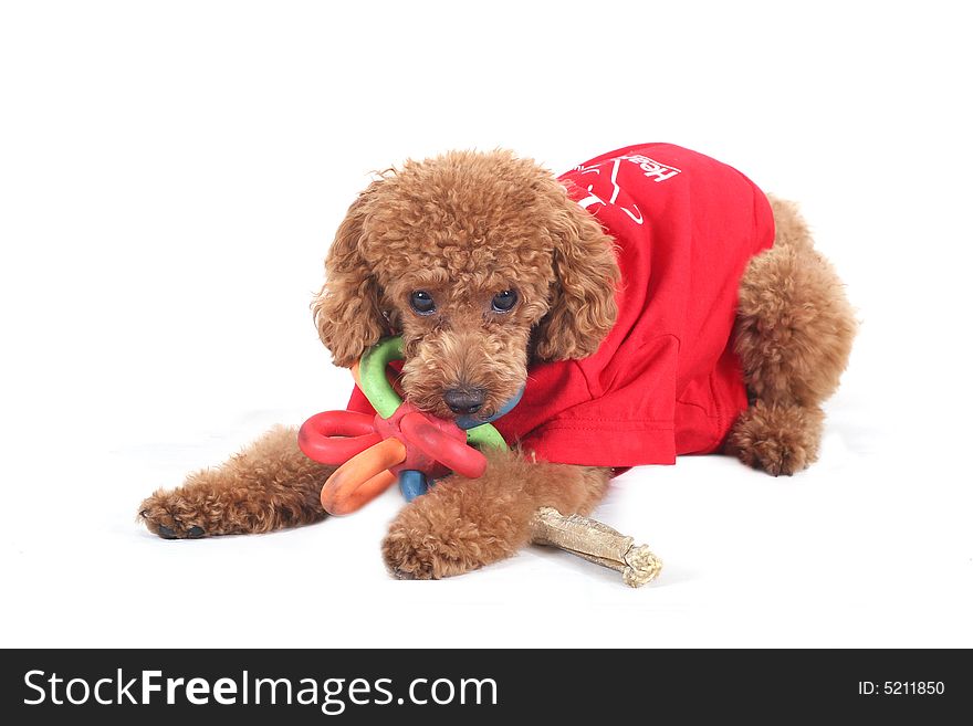 Toy poodle with puppy cut in large red T-shirt with colored toy