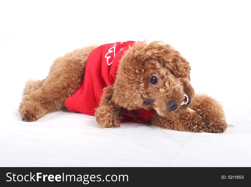 Toy poodle with puppy cut in large red T-shirt