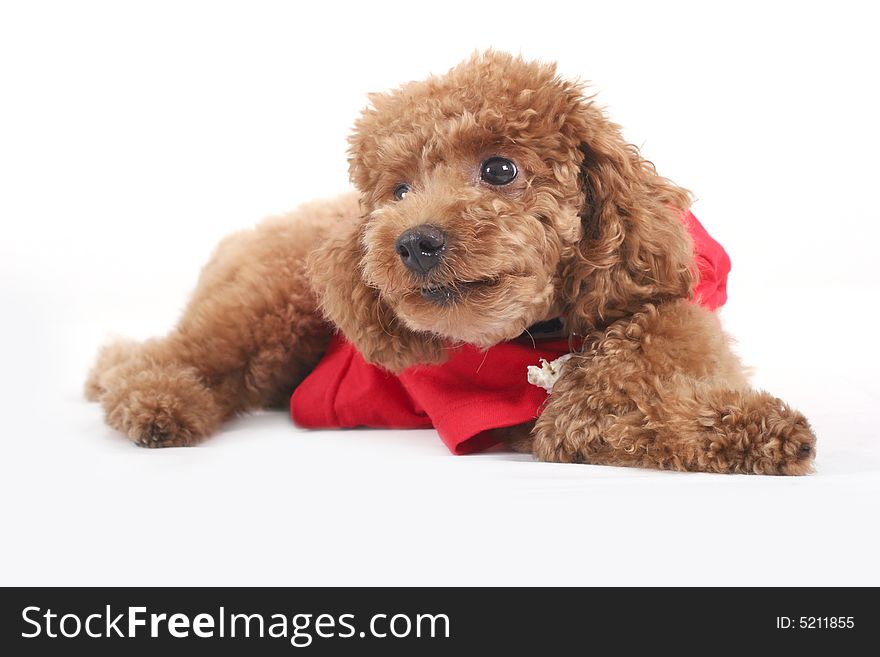 Toy poodle with puppy cut in large red T-shirt