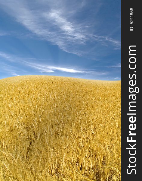 Ripe wheat field and cloudy blue sky