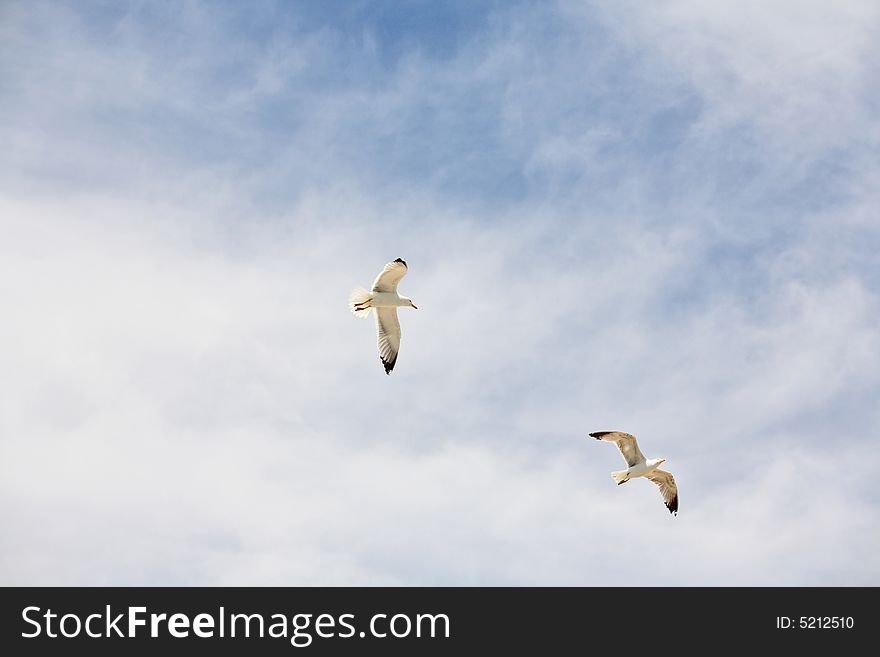 Seagull flight: two birds flying in the blue sky