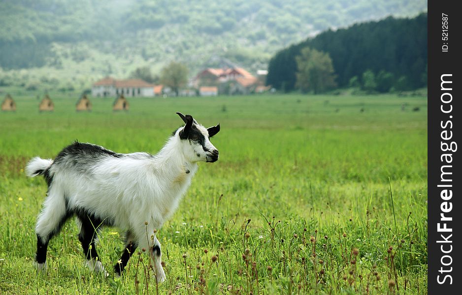 Little goat in the meadow in the summer time