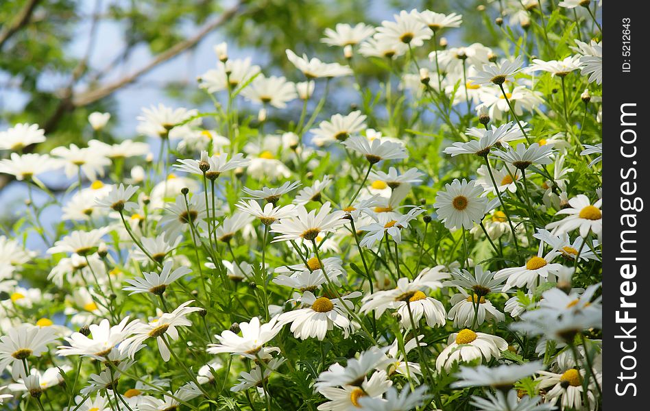 Nice rural scene with a hill full of camomiles. Nice rural scene with a hill full of camomiles