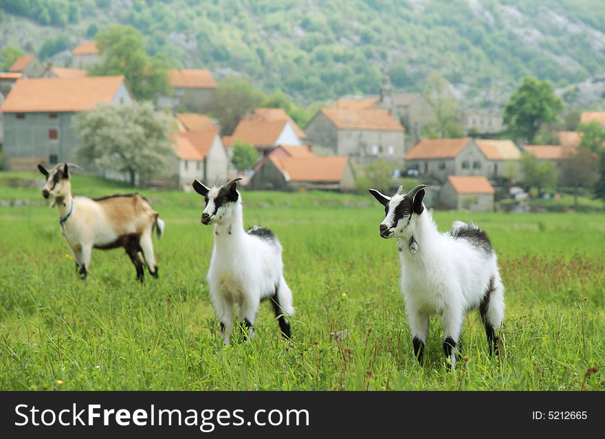 Three goats in the meadow over village background
