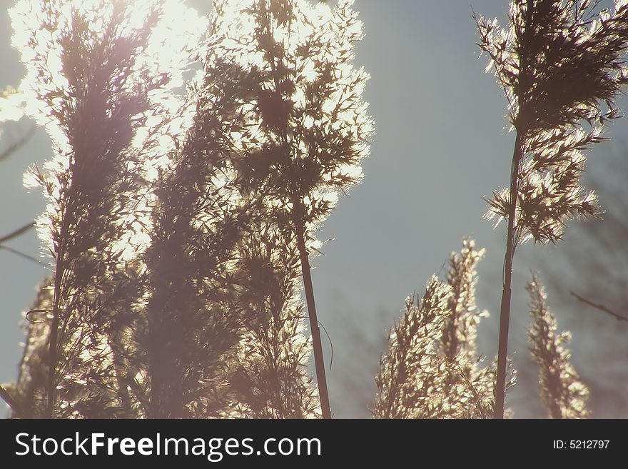 Golden winter reed against the sunlight