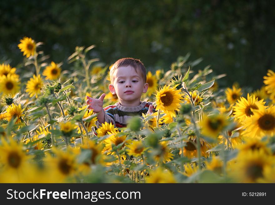 The child in sunflowers in day