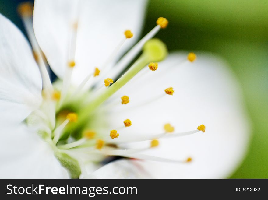 An image of white blossom close-up. An image of white blossom close-up