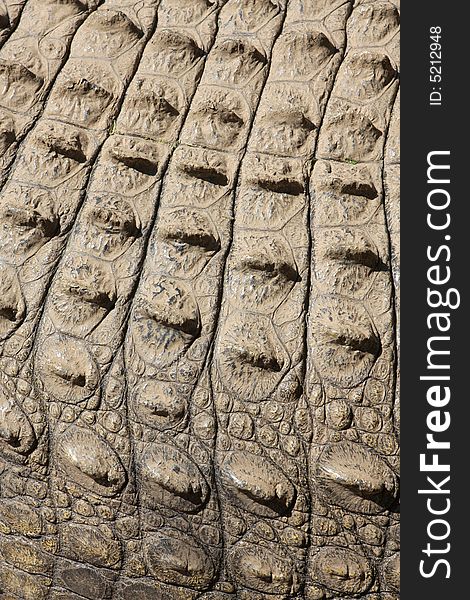 A close up of a crocodiles skin. A close up of a crocodiles skin