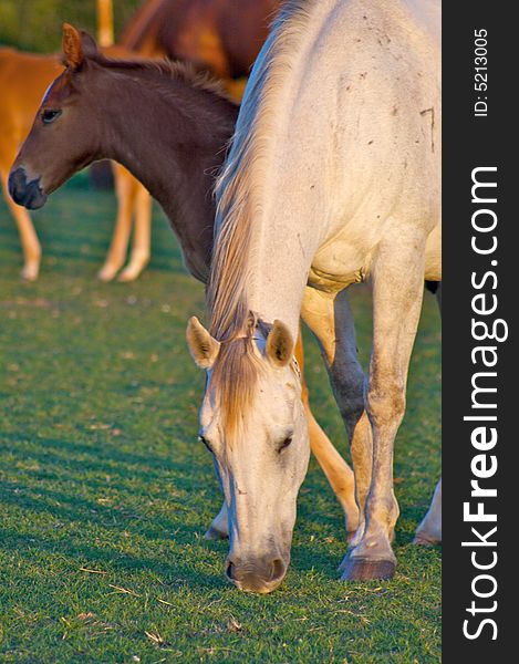 Grazing Mother Horse with Colt