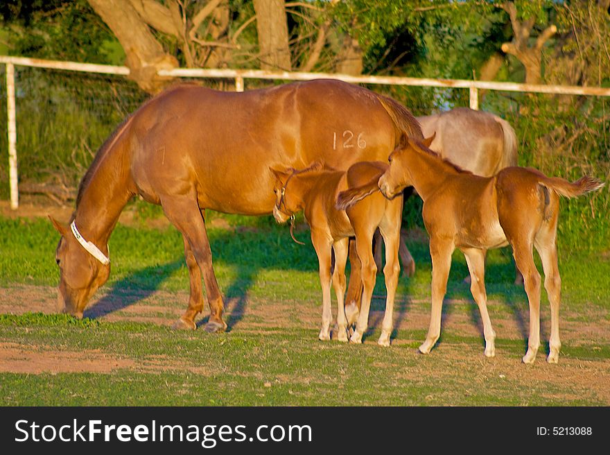 Two colts wait in line to nurse off their mother. Two colts wait in line to nurse off their mother.