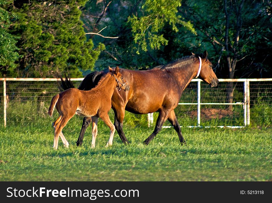 A brown horse runs alongside it's colt in front of a white fence. A brown horse runs alongside it's colt in front of a white fence