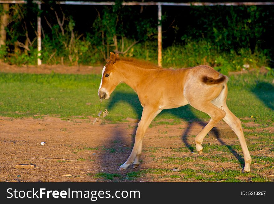 A red colt trots along in a bright green field. A red colt trots along in a bright green field