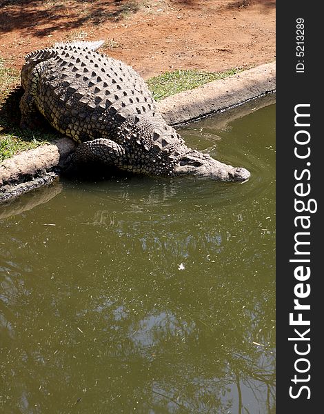 A crocodile going into the water