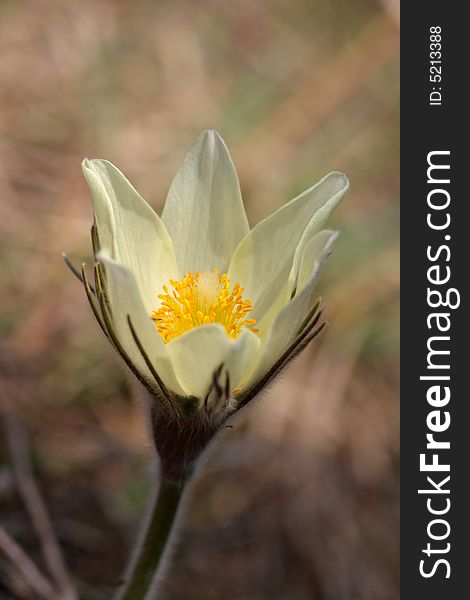 Pulsatilla patens is one of the first spring flowers. Pulsatilla patens is one of the first spring flowers.