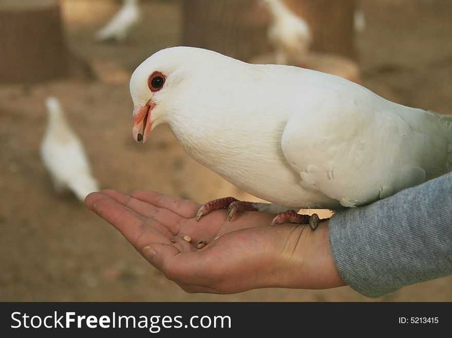 Dove is a symbol of peace. Dove is a symbol of peace.