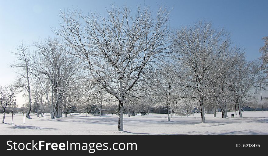 Fresh Snow On Trees