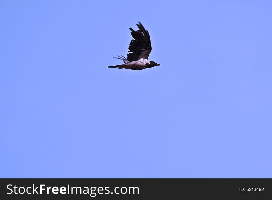 Raven in flight, a blue sky