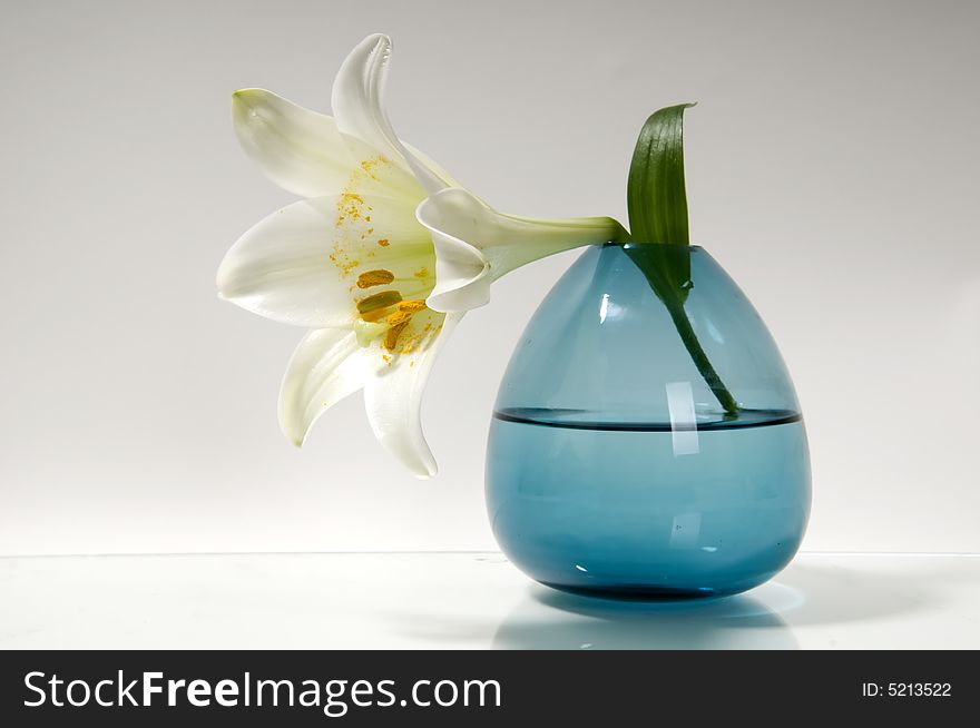 White lilly flower in blue vase. White lilly flower in blue vase