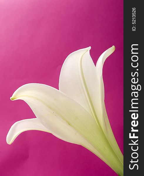 White lily on pink background. White lily on pink background
