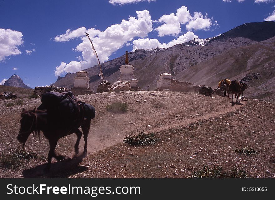 Trekking with horses in ladakh. Trekking with horses in ladakh