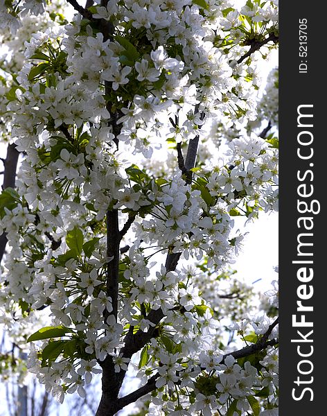 A fresh sprig of white spring cherry blossom. A fresh sprig of white spring cherry blossom