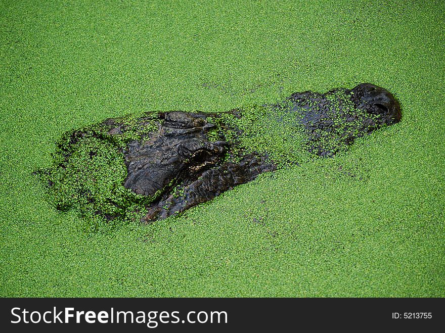 An alligator's head just above the water's surface, which is covered in thick green algae. An alligator's head just above the water's surface, which is covered in thick green algae.