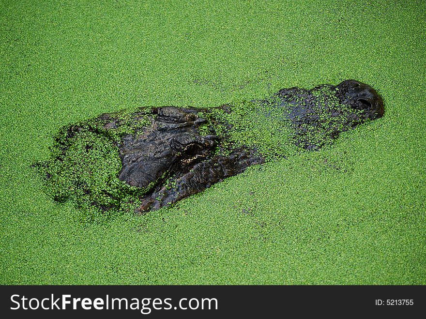 Alligator In Algae