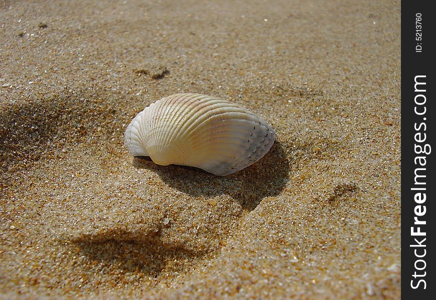 White cockleshell on yellow sand the beach filled in with the sun