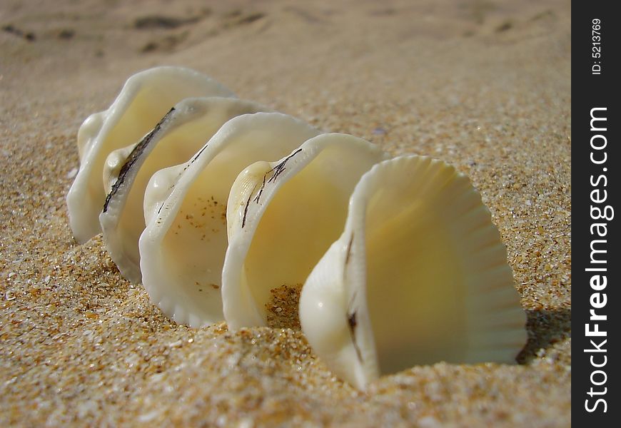 White cockleshells a train one after another slightly dug in sand a kind with a side