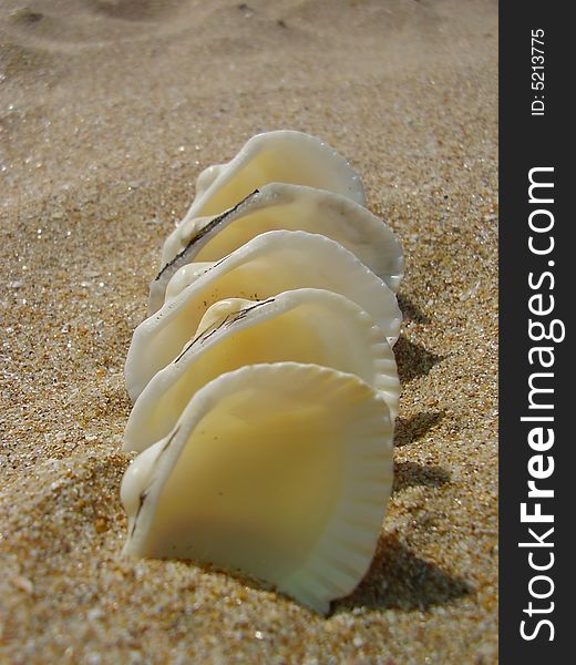 White cockleshells a train one after another slightly dug in sand the front view exactly