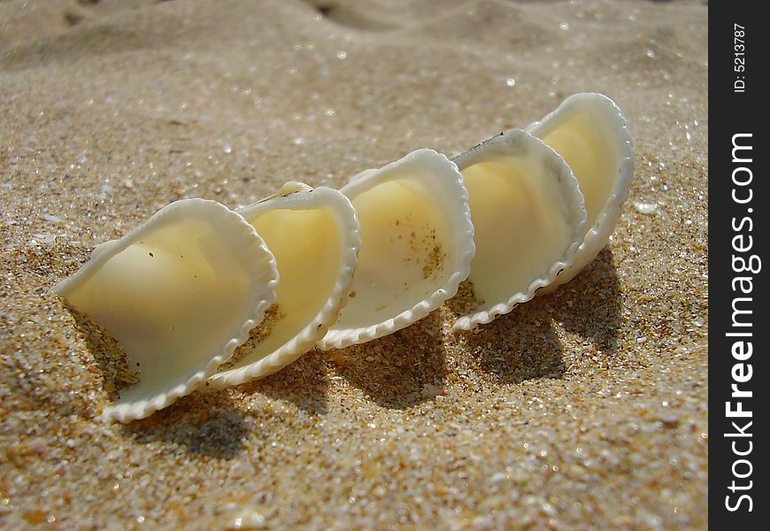 White cockleshells a train one after another slightly dug in sand